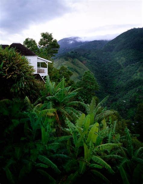 Jamaica rainforest | Over the Rainbow | Pinterest