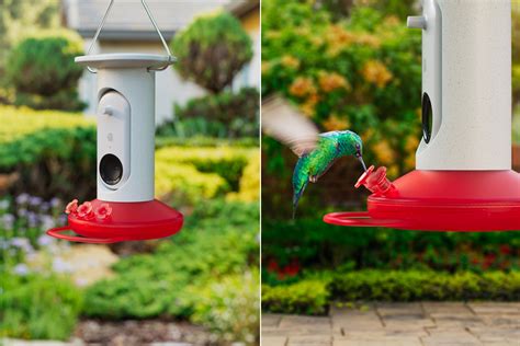 AI-Powered Bird Buddy Smart Hummingbird Feeder Can Identify and Photograph 350 Different Species ...