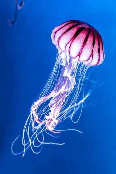 Pacific sea nettle Chrysaora melanaster jellyfish. Vibrant Pink against a deep blue background ...