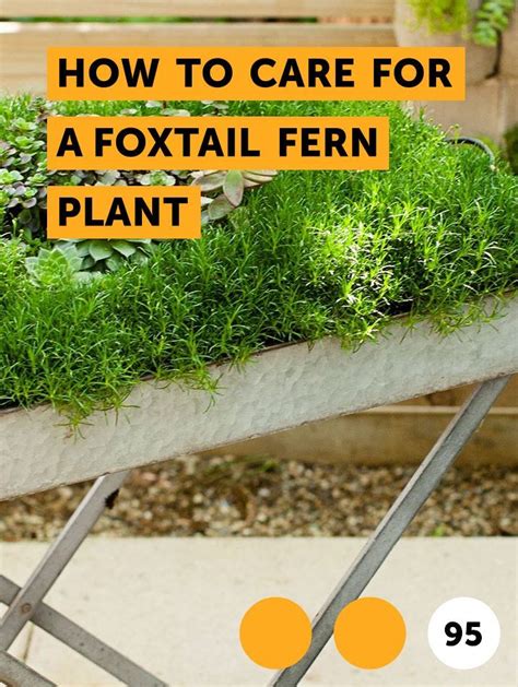 Learn How to Care for a Foxtail Fern Plant | How to guides, tips and ...