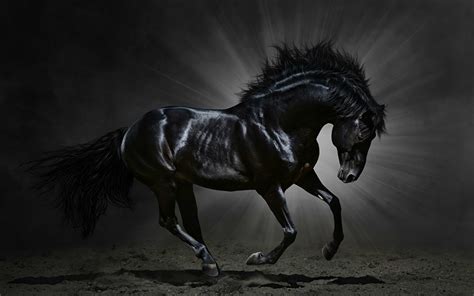 Fondos de Pantalla Caballo Rayos de luz Negro Animalia descargar imagenes