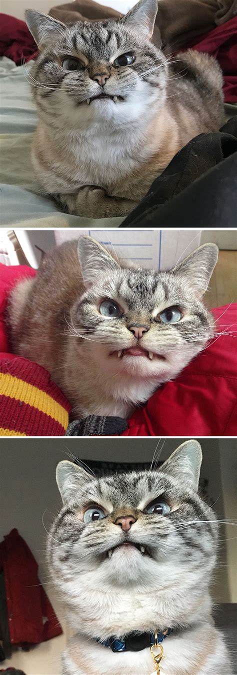 10+ Of The Word’s Angriest Cats Ever Who Have Had Enough Of Your BS ...