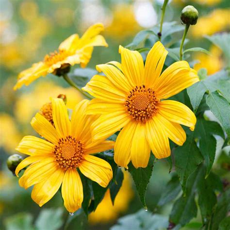 Mexican Sunflower Seeds - Tithonia Yellow Torch Flower Seed