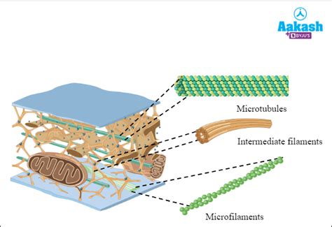 Cytoskeleton: Function, Structure, Meaning & Diagram | AESL