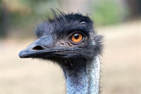 Portrait of Australian Emu Bird Stock Image - Image of fowl, dromaius ...