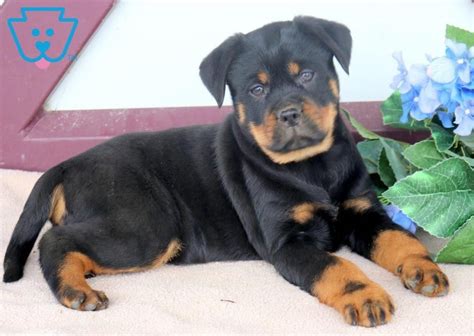 Determine even more details on rottweilers. Browse through our internet ...