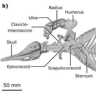 Rendering of the skeleton of the short-beaked echidna Tachyglossus... | Download Scientific Diagram