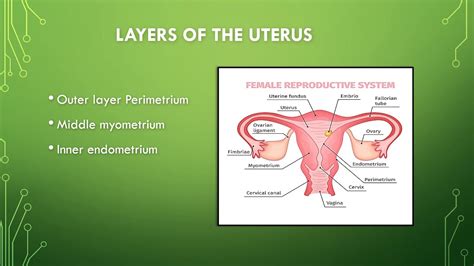 Reproduction In Humans