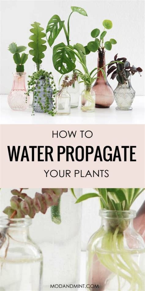 Houseplant Water Propagation - Grow New Plants!