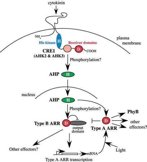 Cytokinins