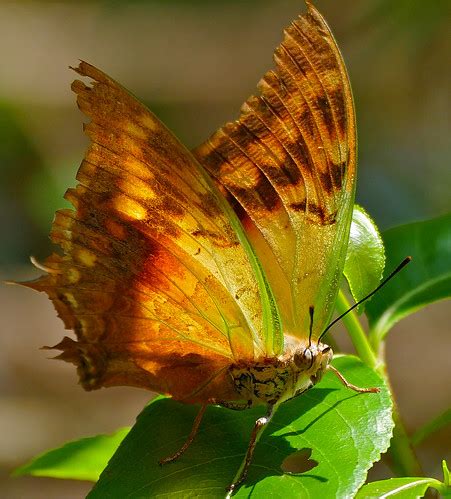 Green-veined Emperor (Charaxes candiope) battered specimen… | Flickr