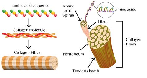 WHAT ARE THE BENEFITS OF DRINKABLE HYDROLYZED COLLAGEN (COLLAGEN PEPTIDES)? - Zeen Collagen