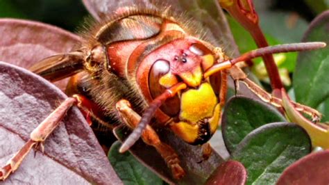 European Hornet Queen Adventures Update 6 - YouTube