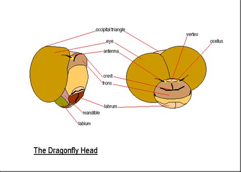 Dragonfly's Eyes