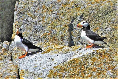 Horned Puffin (Chiswell Islands, Alaska) | Kent Forward | Flickr