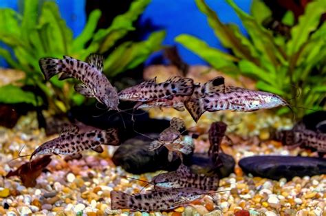 Armoured / Hoplo Catfish (4-6cm) - SWEET KNOWLE AQUATICS ONLINE SHOP