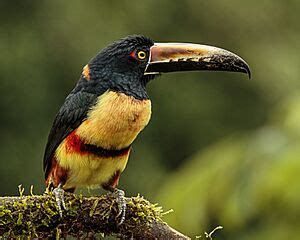 Collared aracari Facts for Kids