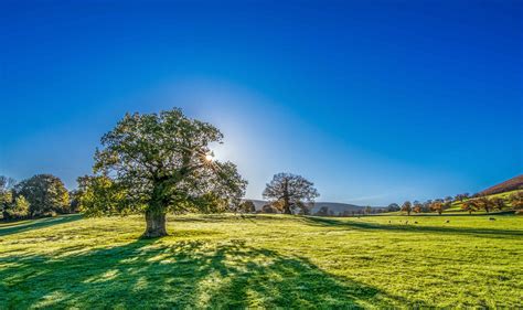 Free picture: blue sky, tree, countryside, summer, hill, grass ...