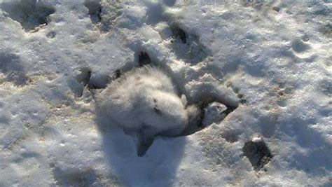 Emperor penguin (Aptenodytes forsteri), small chick dead in ice, Cape ...