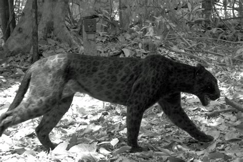 Spot the difference: Researchers use infrared light to ID Malaysia's rare black leopards ...