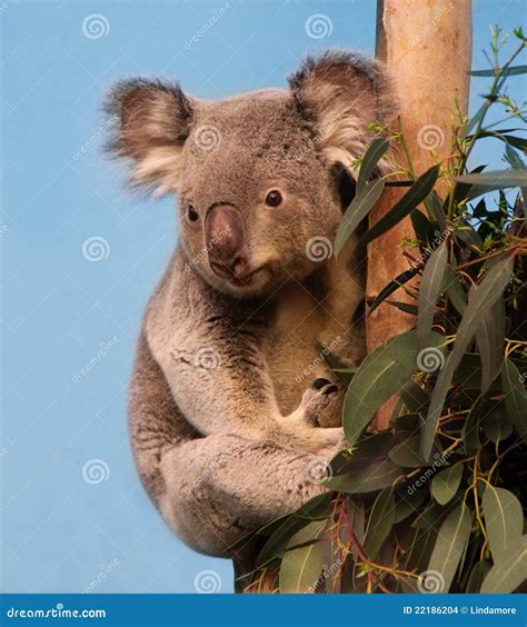 Koala in eucalyptus tree stock photo. Image of looking - 22186204