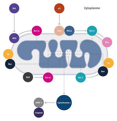 Mitochondria: Center of Cellular Signaling and Energetic Balance ...