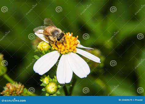 Macro of Bee on flower stock image. Image of golden, social - 33469679