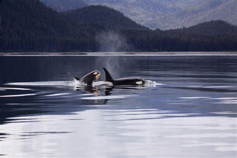 Tahlequah, Orca That Carried Dead Calf's Body For 17 Days, Is Pregnant Again