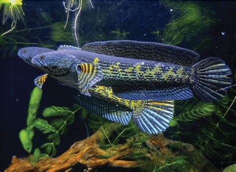 Harga Ikan Toman Bunga : My 6 Inch Channa Aurantimaculata Monsterfishkeepers Com - Ahmad Torp