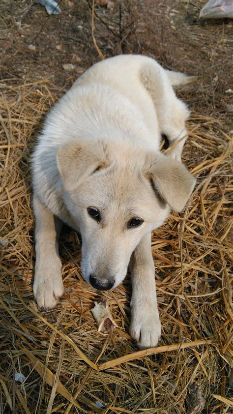 Tugou, a rural dog in Jiangxi province | Rare breed, Breeds, Dogs