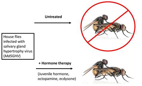 Insects | Free Full-Text | Rescuing the Inhibitory Effect of the Salivary Gland Hypertrophy ...