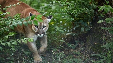 De pumas y otras especies en Santa Elena - Viviendo Santa Elena