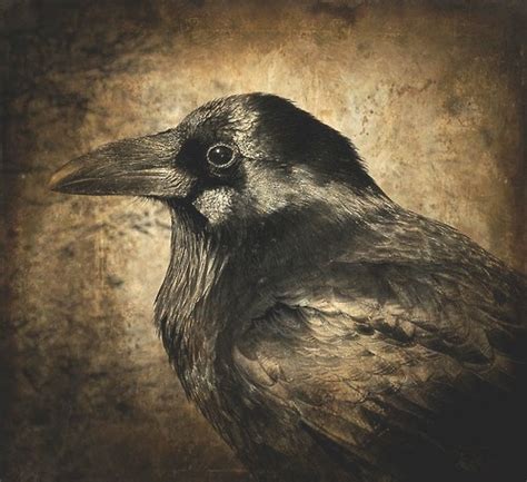 1000+ images about crow art on Pinterest | The raven, Jamie wyeth and ...