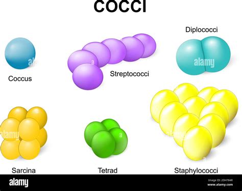 Staphylococcus vector vectors hi-res stock photography and images - Alamy