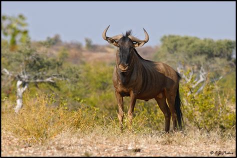 Botswana Wildlife Page