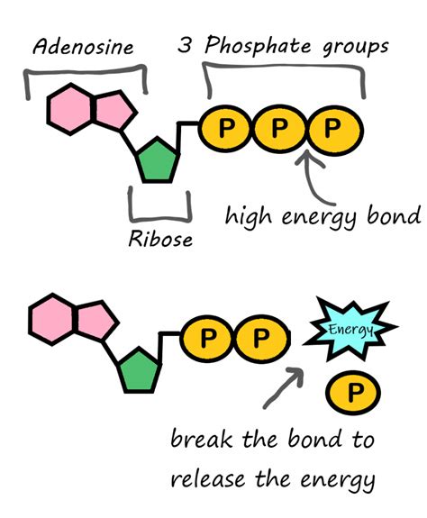 4.9 Energy Needs of Living Things – Human Biology