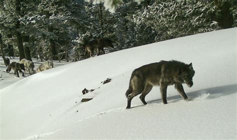 Oregon wolves reach milestone: 8 breeding pairs | The Spokesman-Review