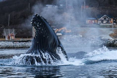 Humpback whale, bubble net feeding. Tromso, Norway. | Whale, Tromso ...