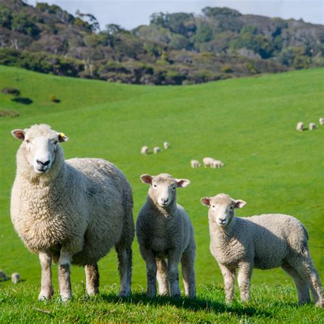 Australian & New Zealand Lamb – ARABELLA INTERNATIONAL Pty Ltd