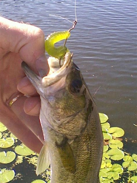 Zoom of course | Fishing tips, Fly fishing tips, Fish