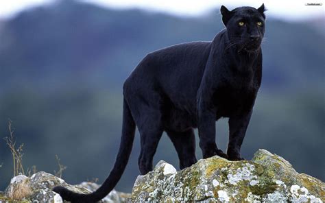 Black Jaguar Animal Wallpaper #7026690