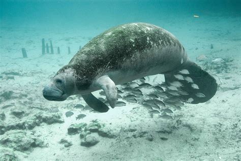 Fish Underwater Manatee - Free photo on Pixabay - Pixabay