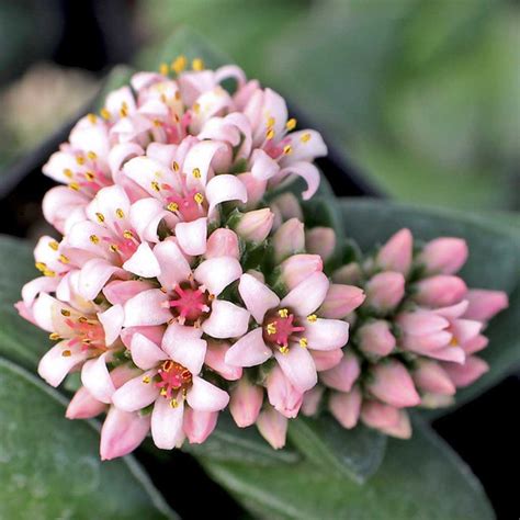 Crassula 'Springtime' | Mountain Crest Gardens™