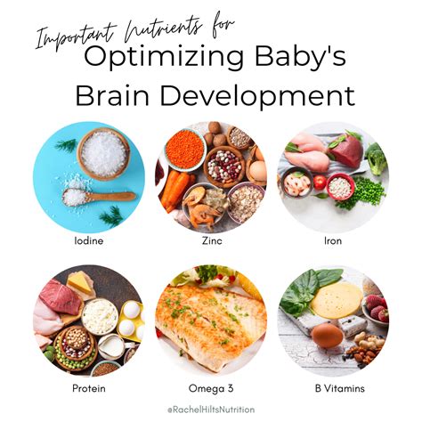 Optimizing Baby’s Brain Development: Important Nutrients — Rachel Hilts Nutrition Counselling