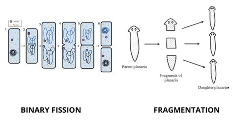 Reproduction of Fungi - Sexual, Asexual and Vegetative Reproduction - Biology Notes Online