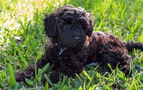 What Is a Schnoodle? Everything You Need To Know - Marvelous Dogs