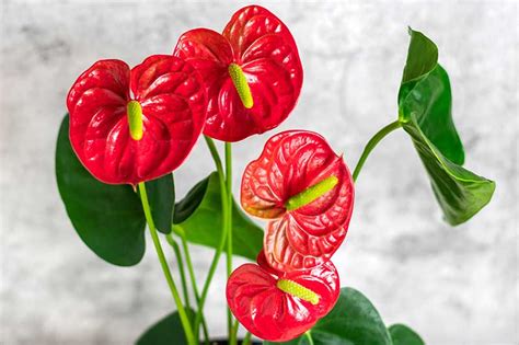 How to Grow and Care for Anthurium Houseplants | Gardener’s Path