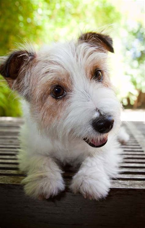 Pin by Lesley Remfrey on Jack Rusells and Westies | Jack russell ...