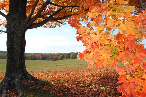 an autumn scene with leaves on the ground and a large tree in the ...