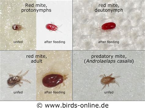 Bird Mites Life Cycle